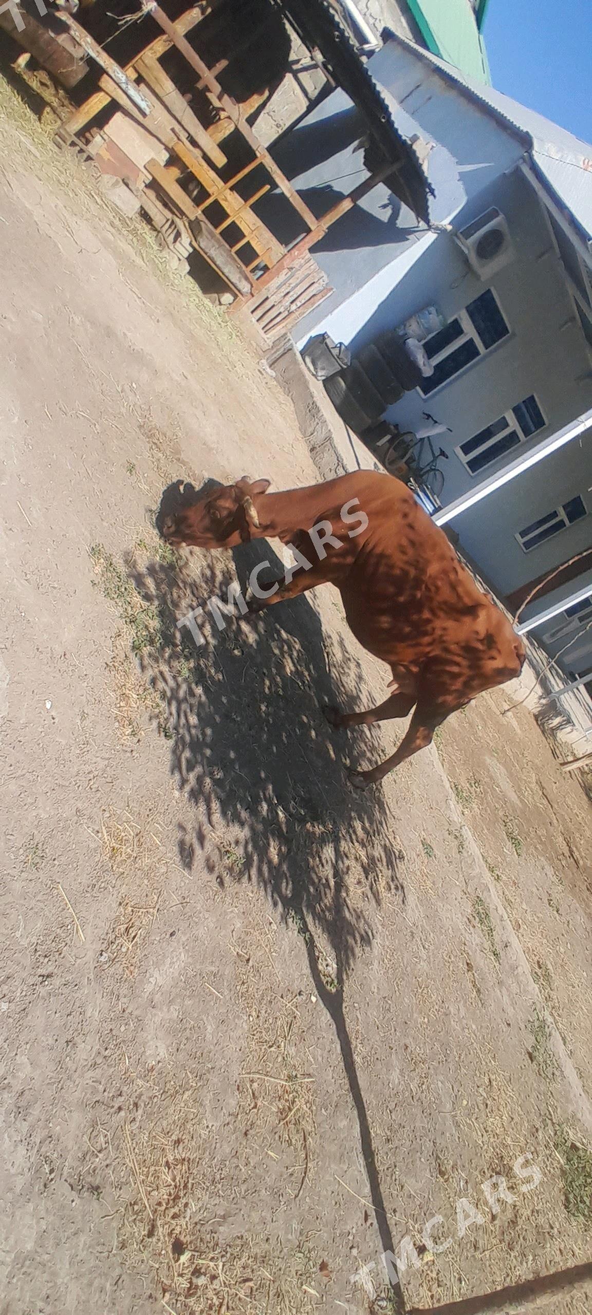 SYGYR BOGAZ - Gökje - img 3