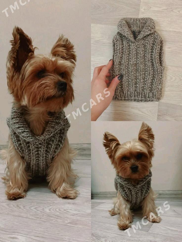 Вязаная одежда для питомцев - Parahat 3 - img 3