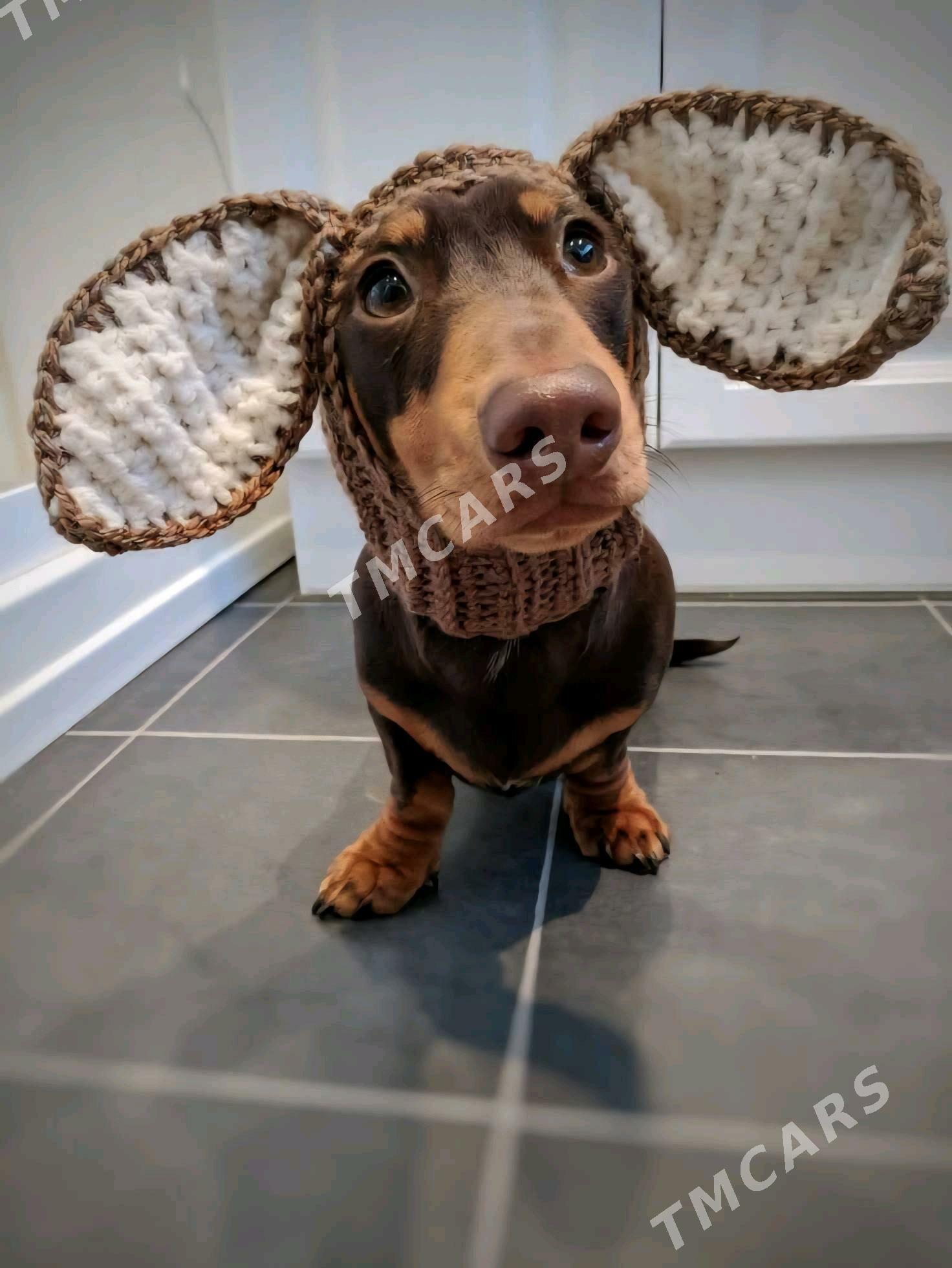 Вязаная одежда для питомцев - Parahat 3 - img 4