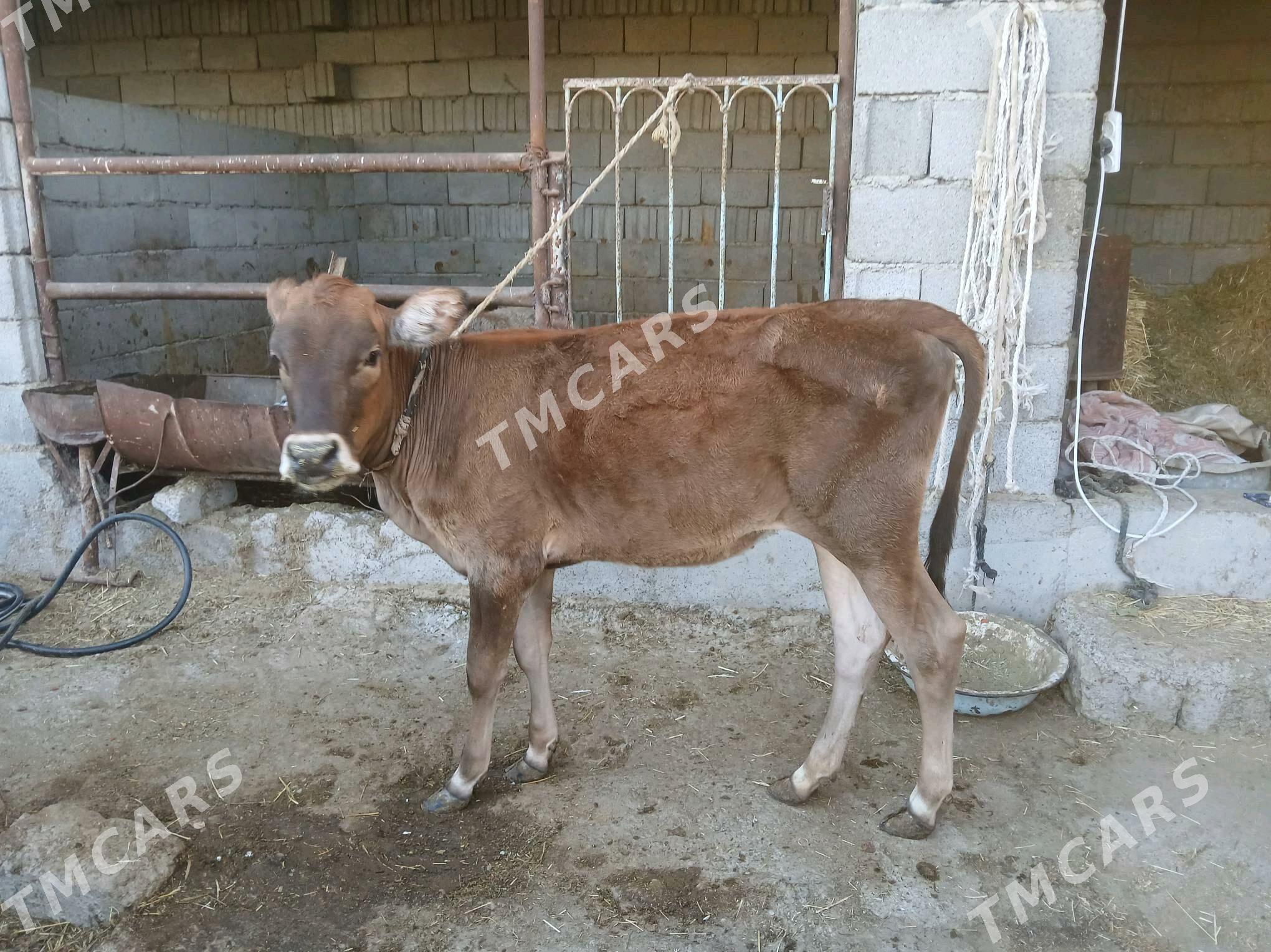 6sy bile okuzler tuweler - Бузмеин - img 3