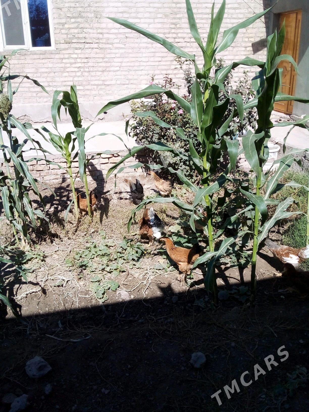 товуклар - Daşoguz - img 5