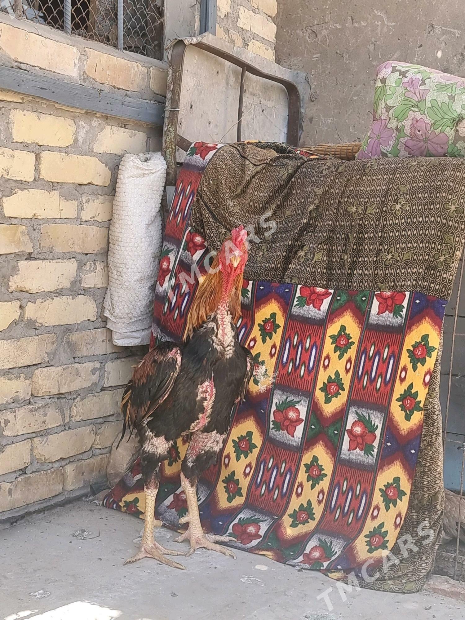 Zalatiska - Türkmenabat - img 2