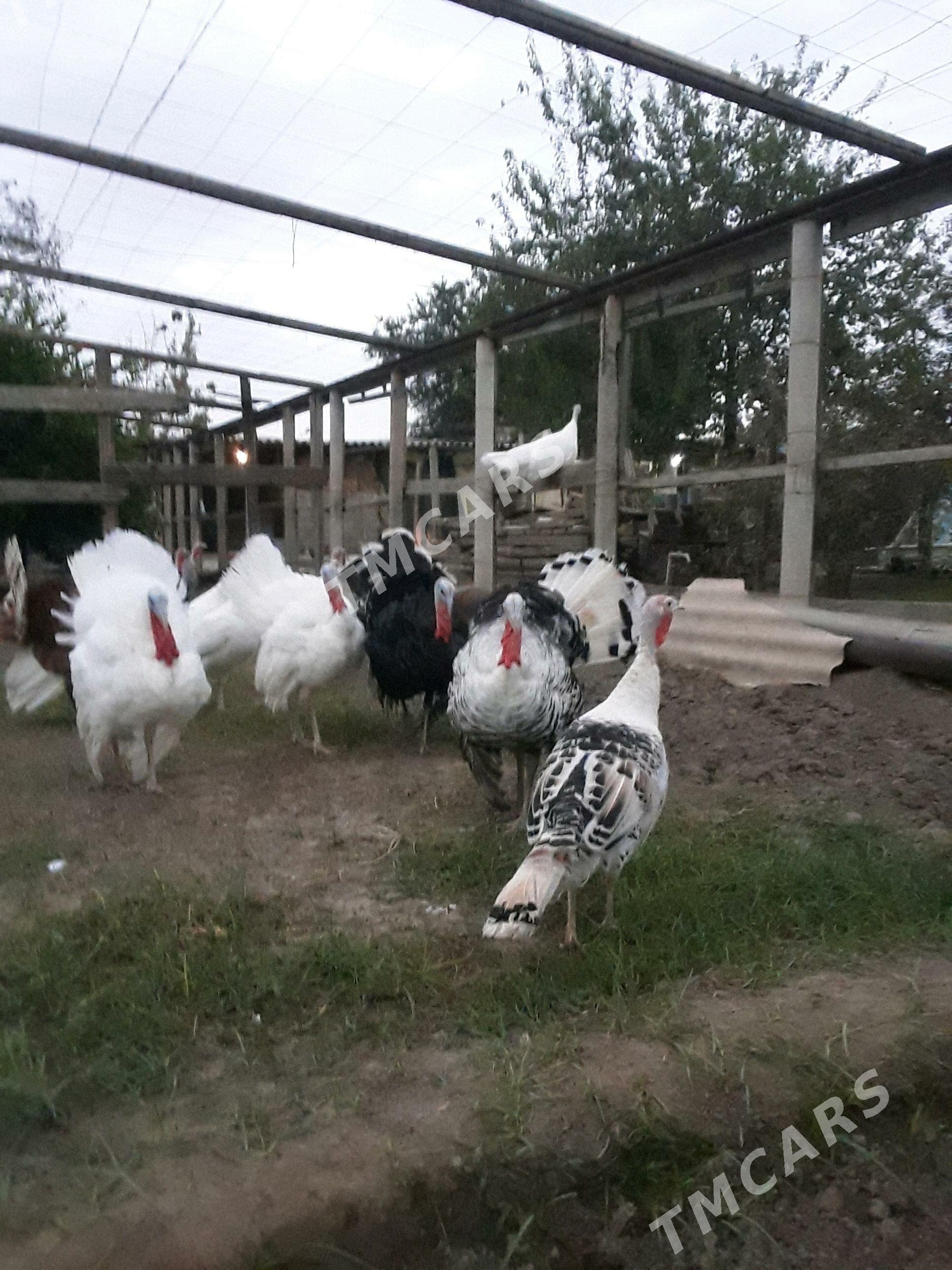 inuk - Aşgabat - img 5