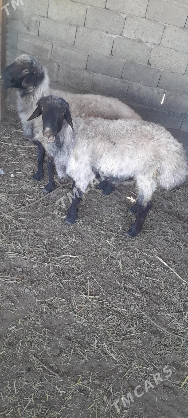 GOÇ - Gökje - img 2