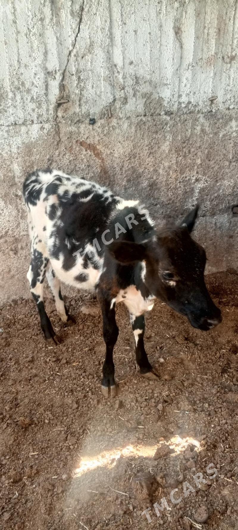 göle - Ak bugdaý etraby - img 2
