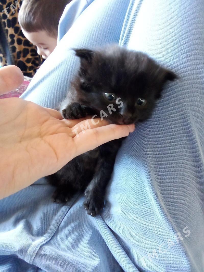 котёнок - Türkmenabat - img 2