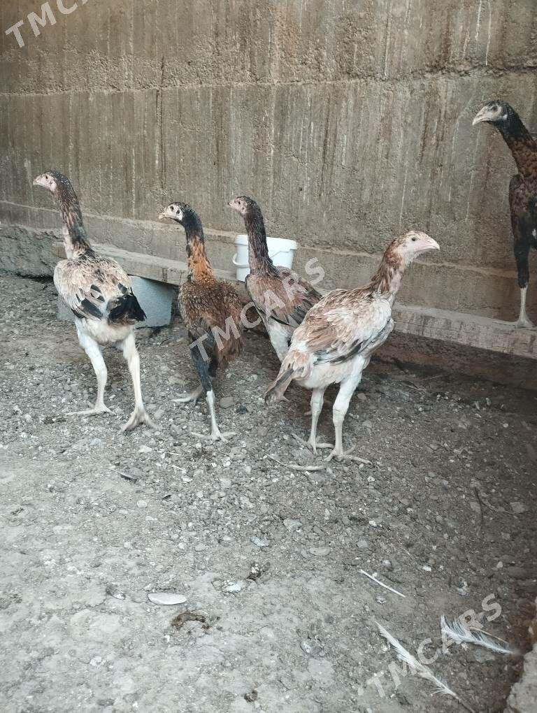 Taşkent - Ýalkym - img 3