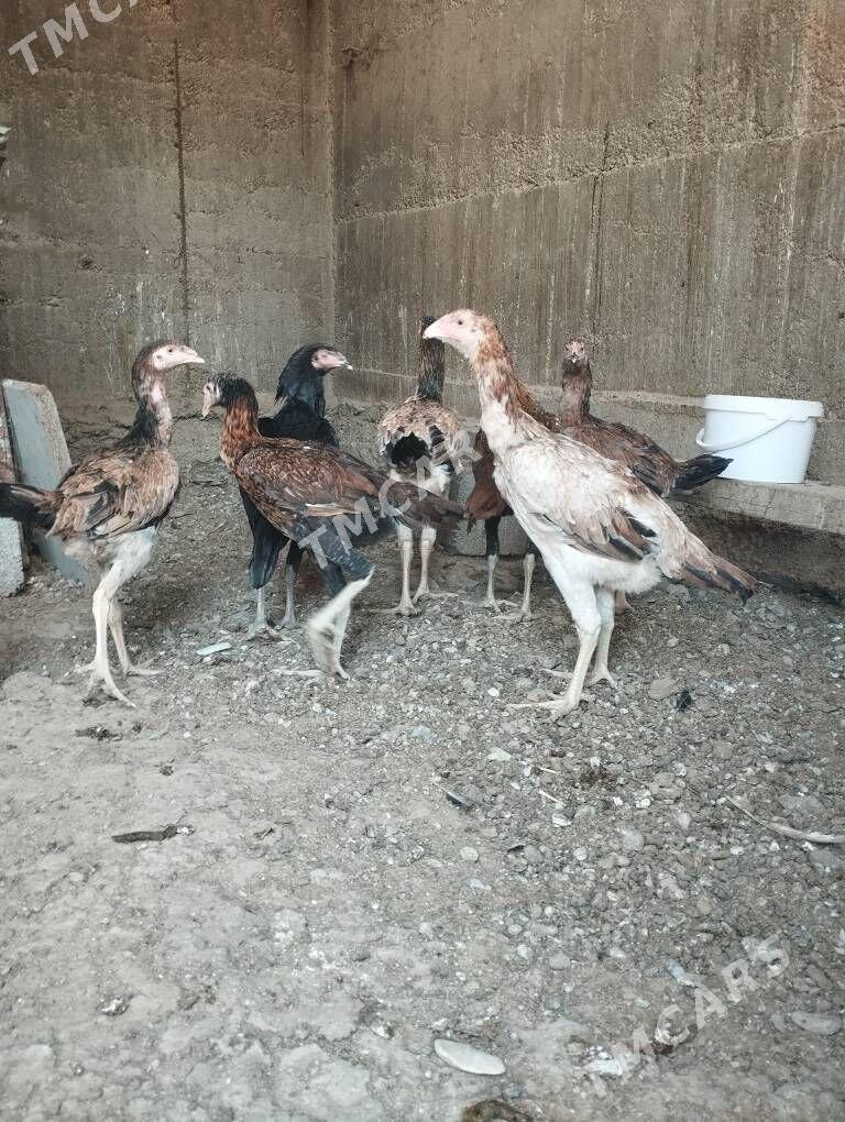 Taşkent - Ýalkym - img 2
