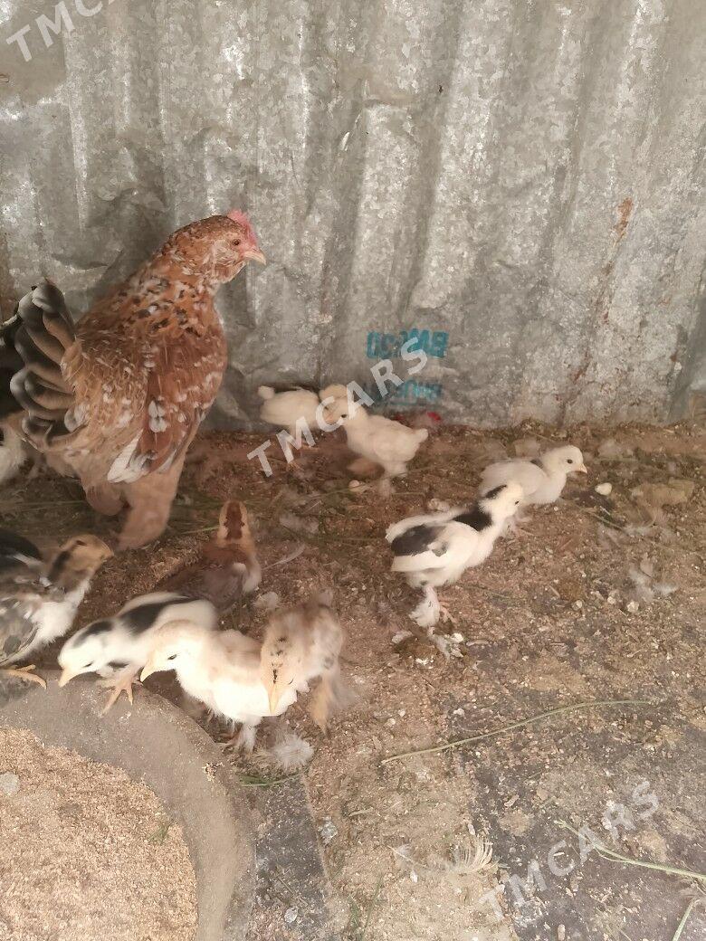 karlık jüje - Türkmenabat - img 2