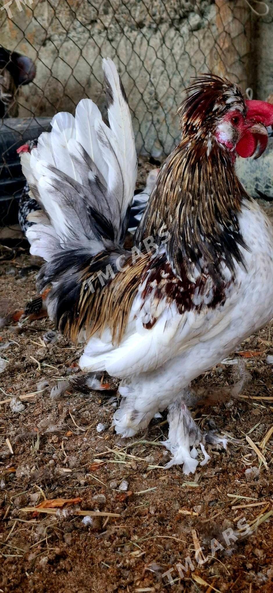 Karlik - Gökdepe - img 2