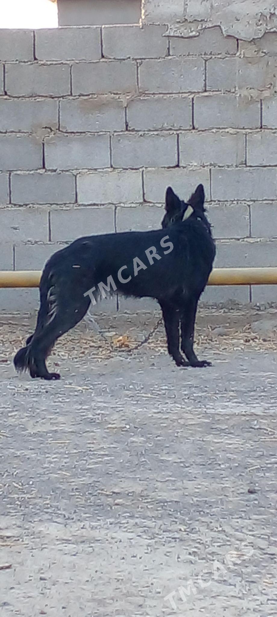 авчарка  немис - Анев - img 2