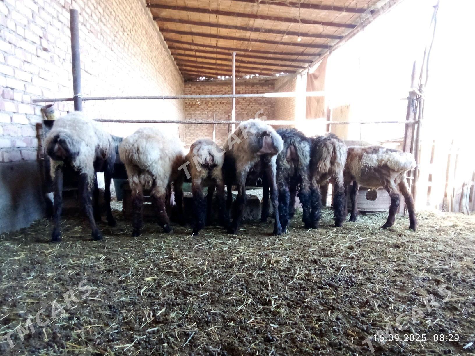 Goýun we Toklyla Bakyda Duran - Gökdepe - img 2