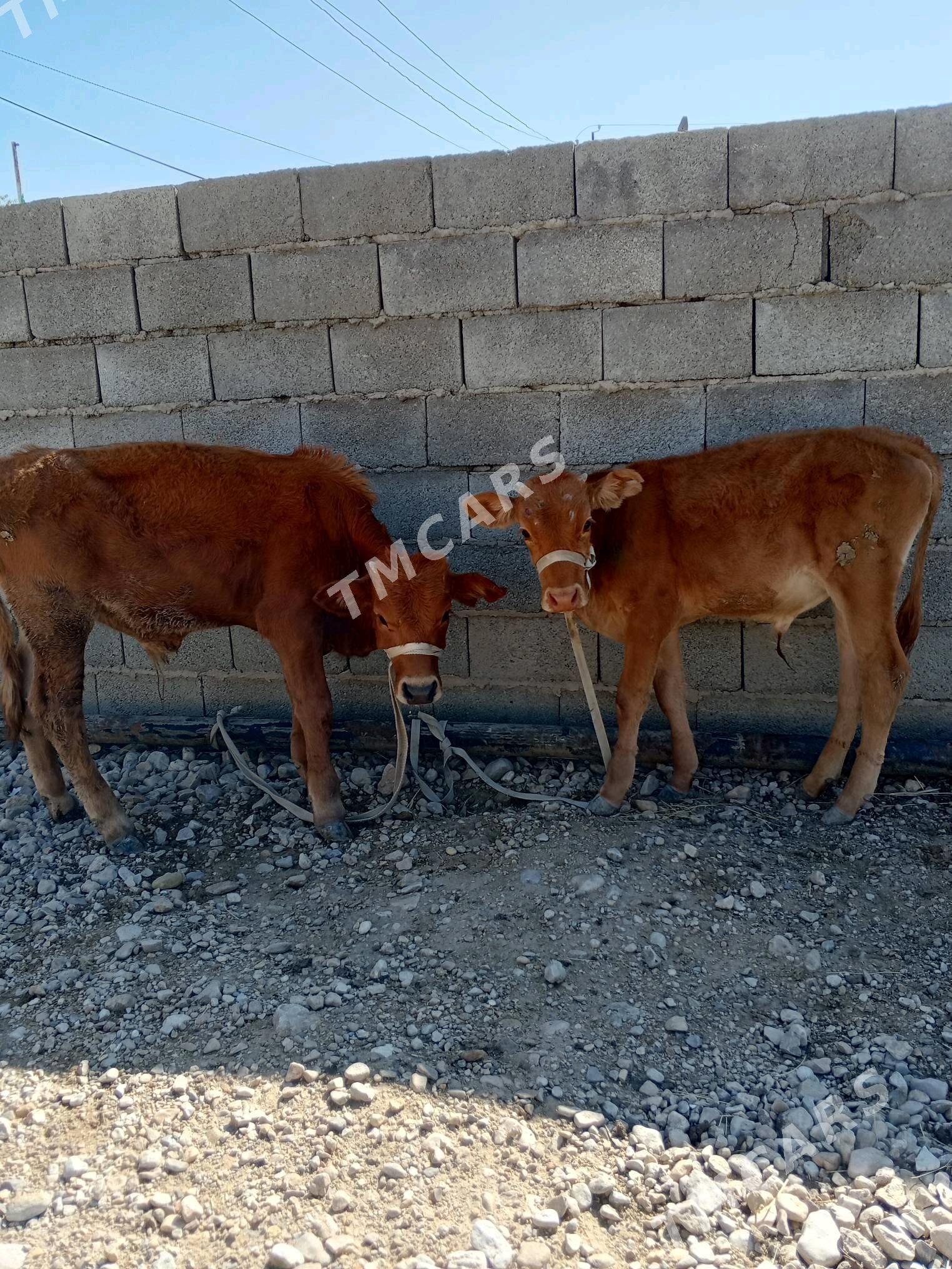okuzçe - Balkanabat - img 2