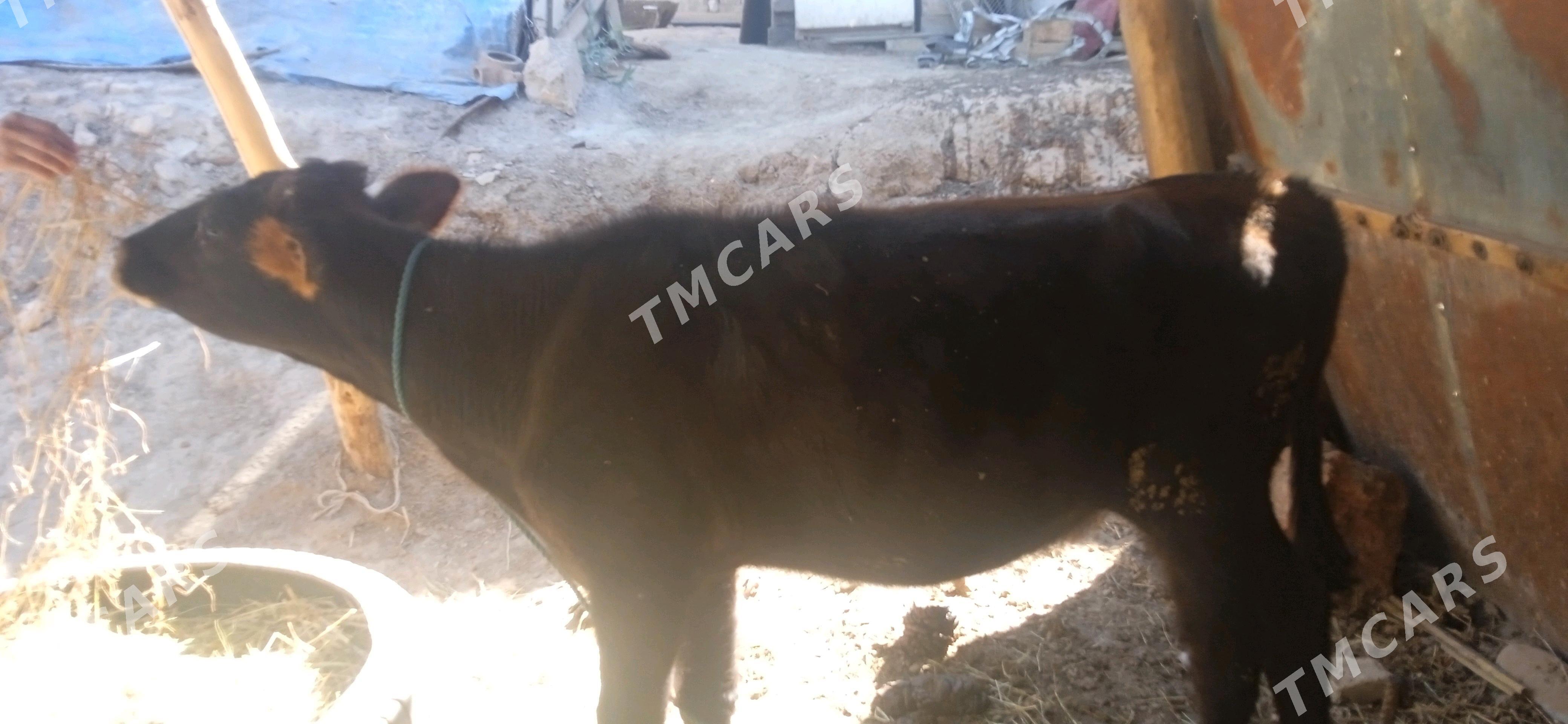unajyn - Çärjew - img 2