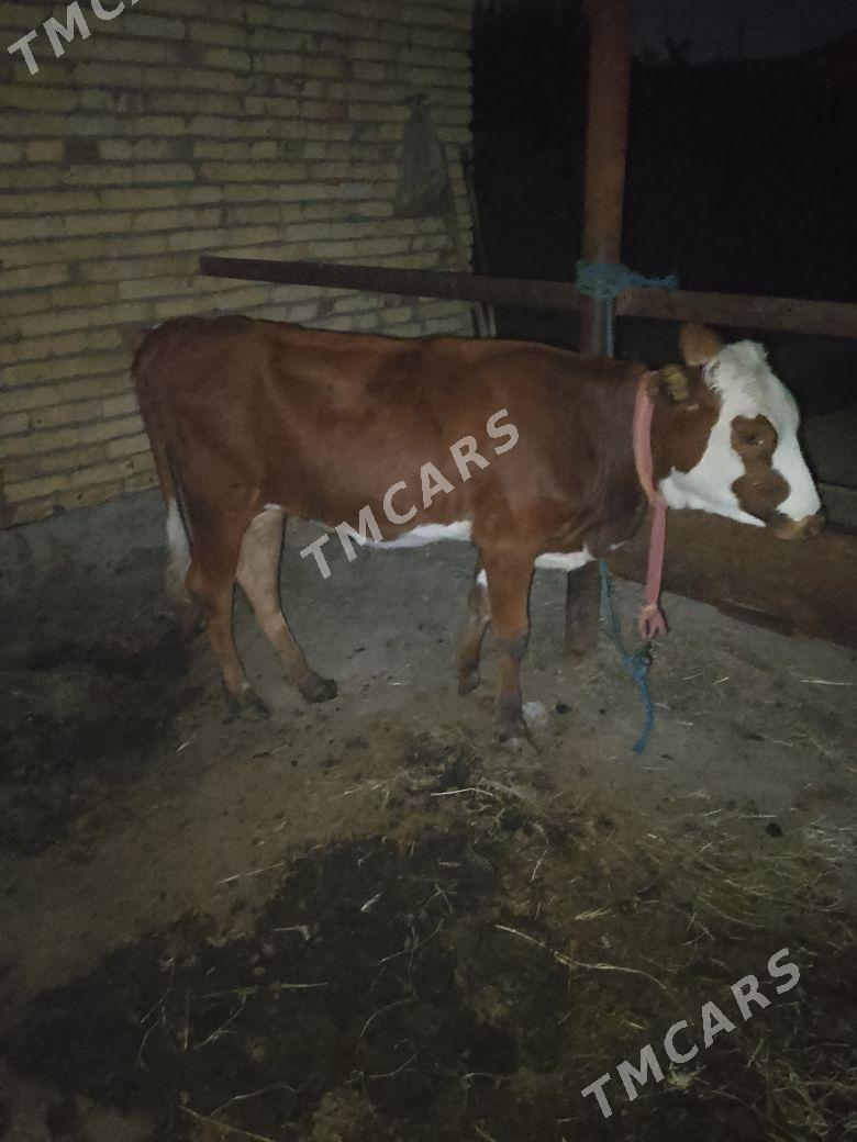 UNAJYN - Türkmenabat - img 2
