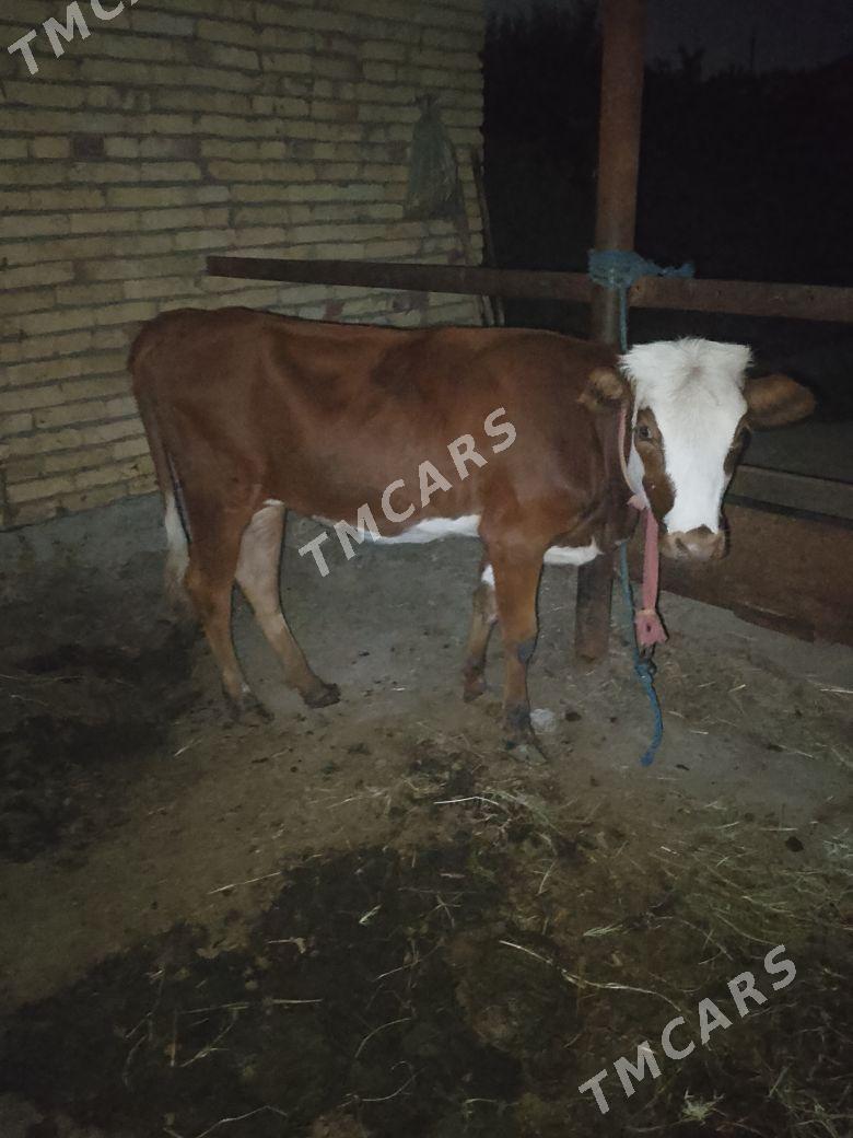 UNAJYN - Türkmenabat - img 3