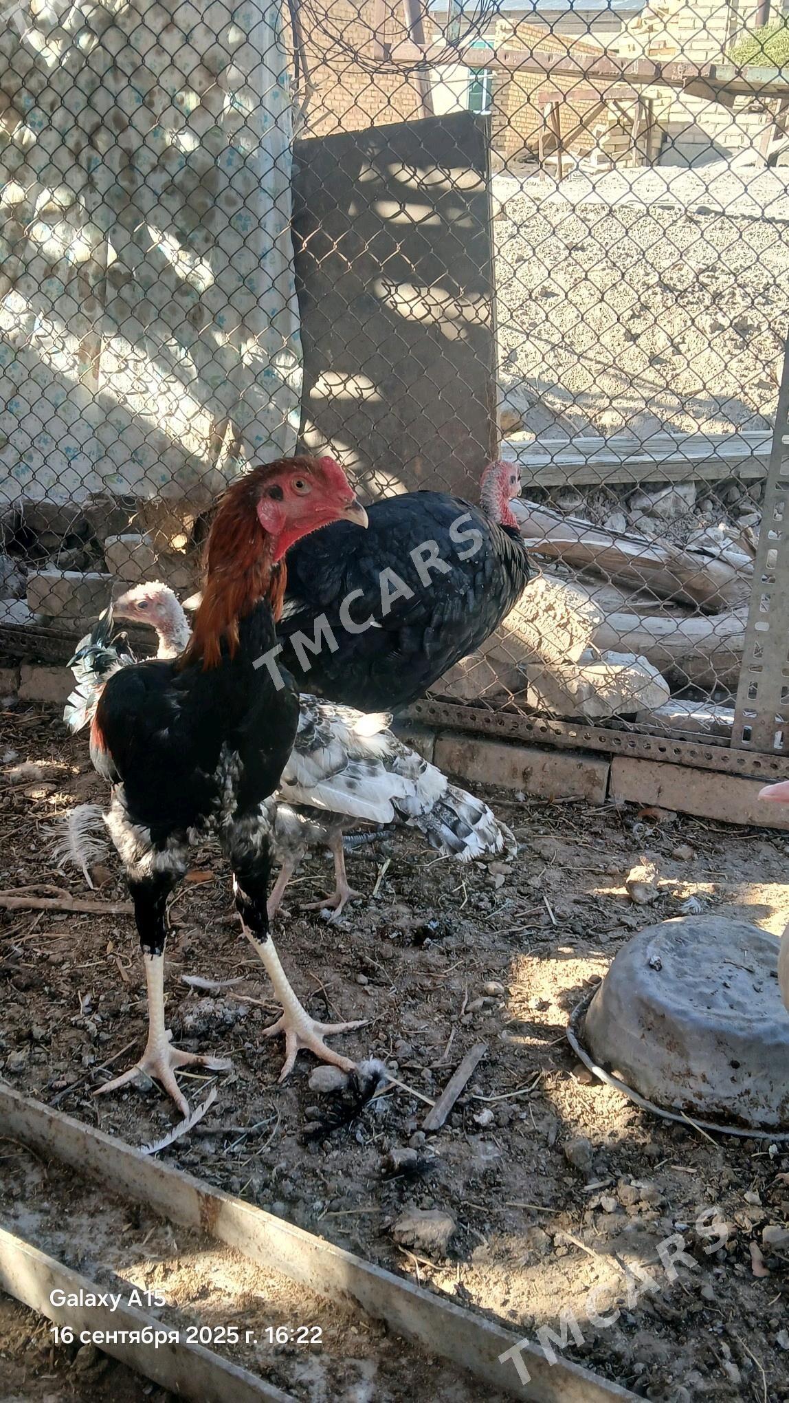 Товык хораз - Çärjew - img 1
