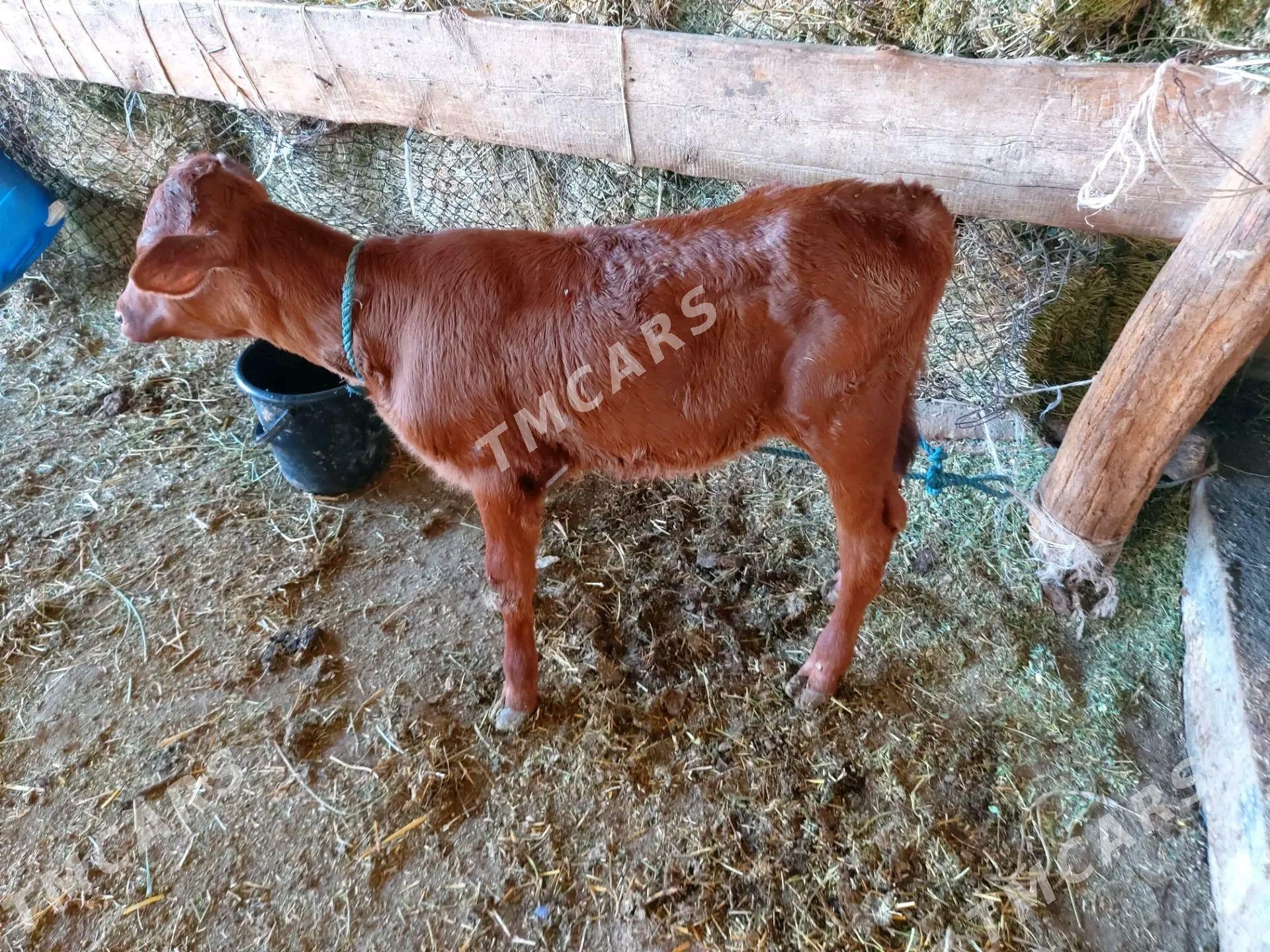 saglyk sygyr - Çärjew - img 3