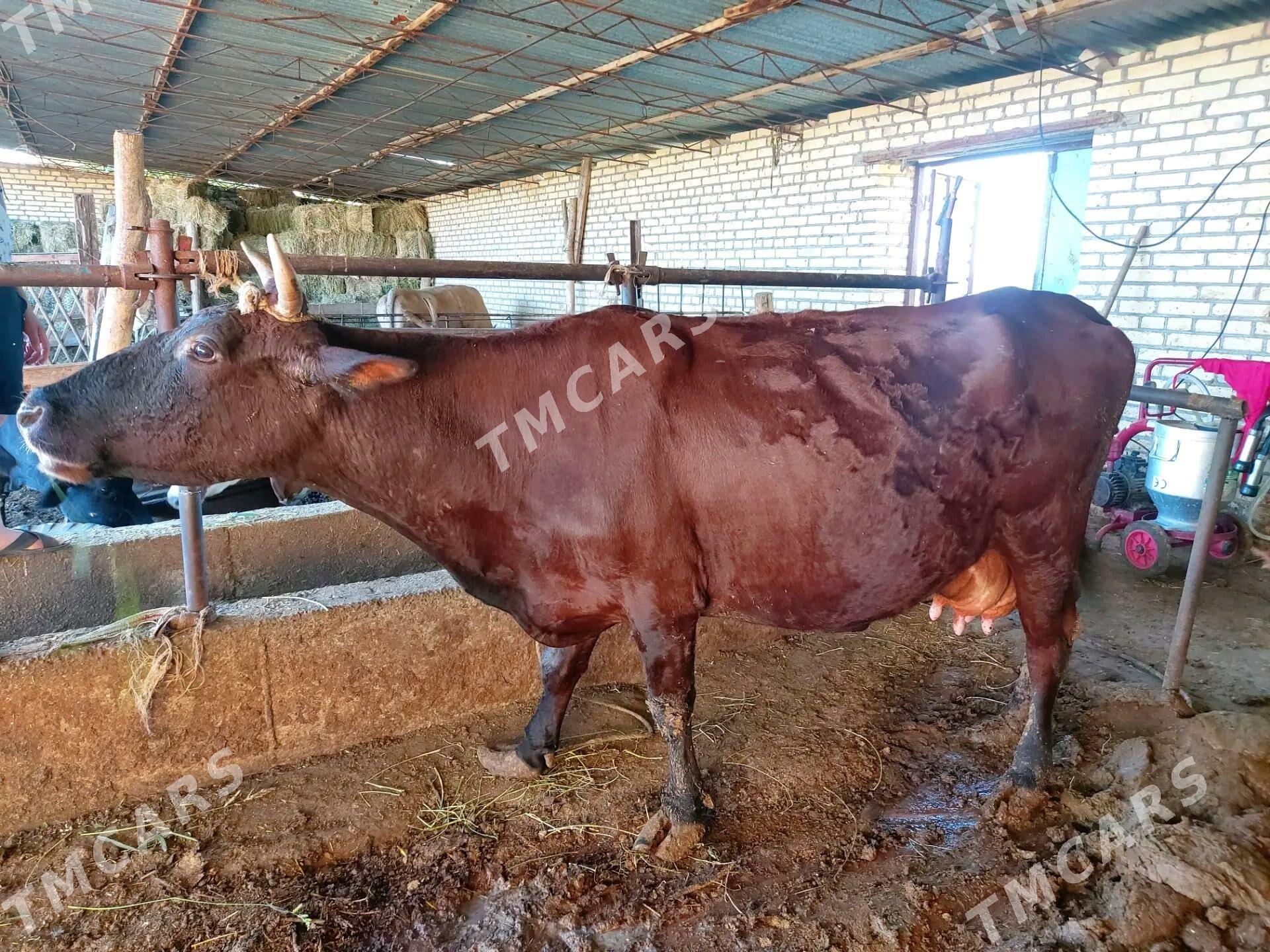 saglyk sygyr - Çärjew - img 1