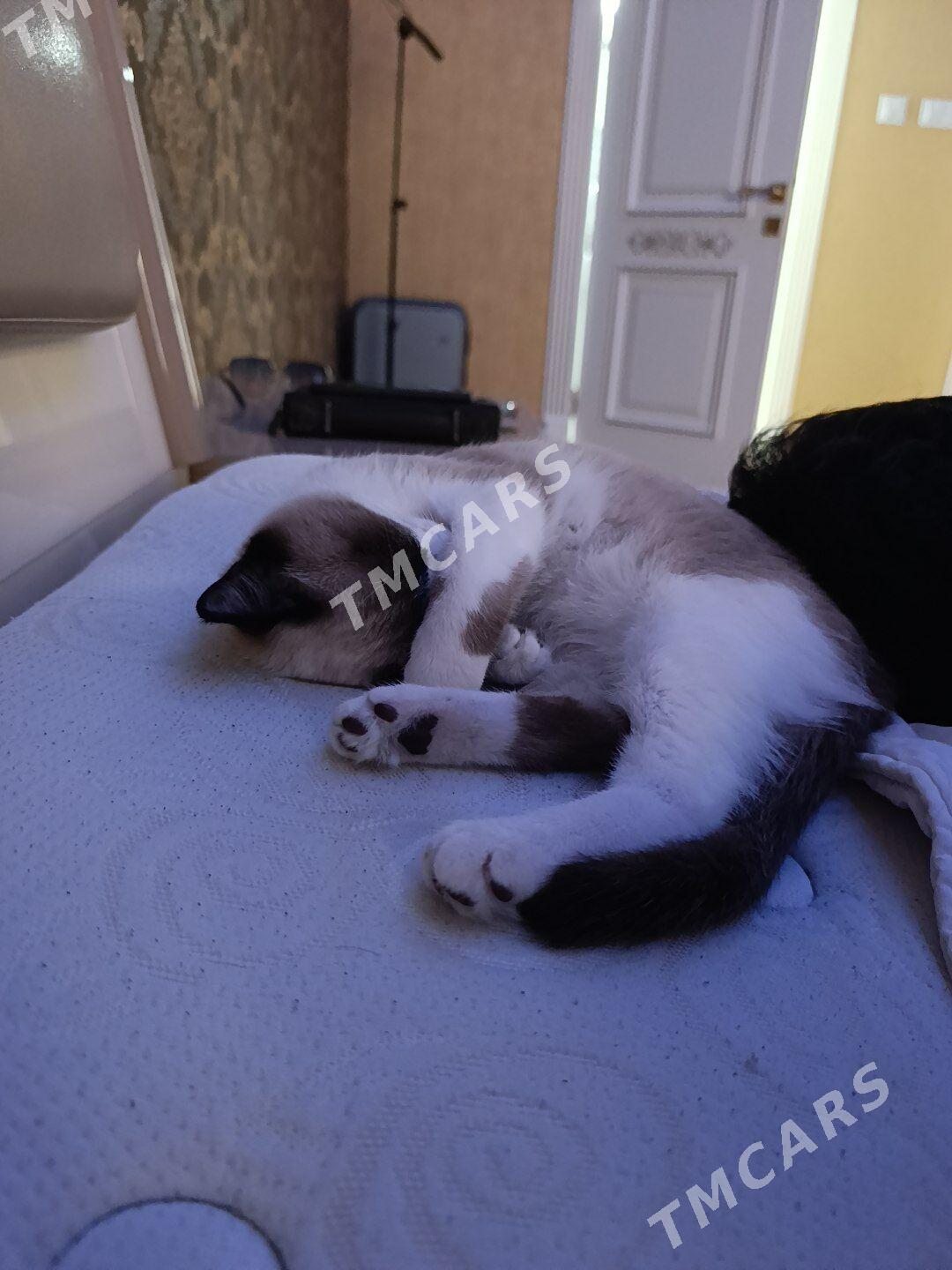 кошка (сиамская) - Parahat 1 - img 6