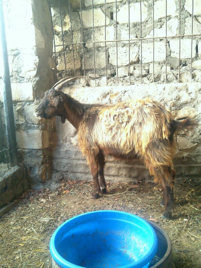 Geçi - Balkanabat - img 2