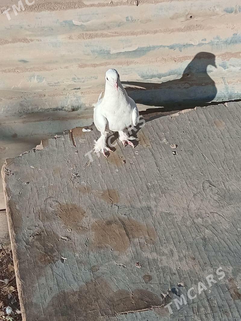 kepderi - Türkmenabat - img 1