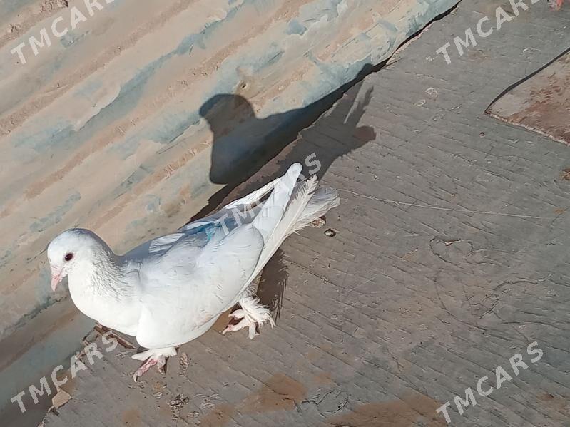 kepderi - Türkmenabat - img 2