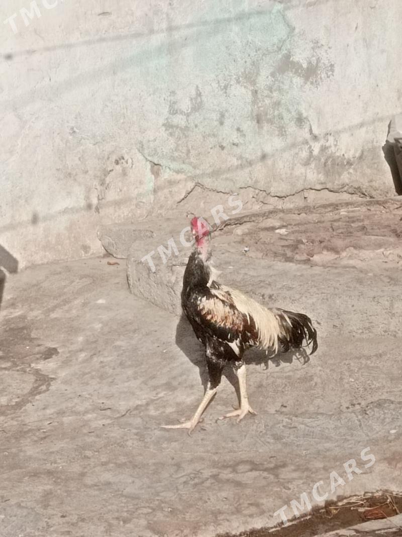 taşkent - Hitrowka - img 4