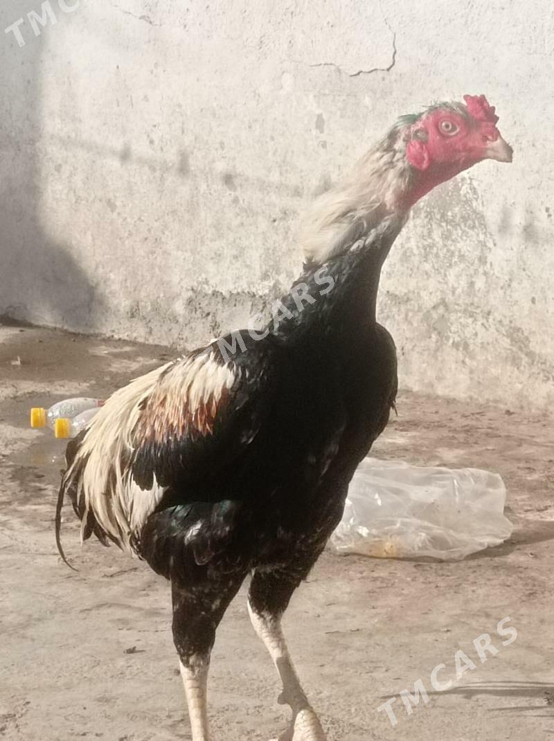 taşkent - Hitrowka - img 6