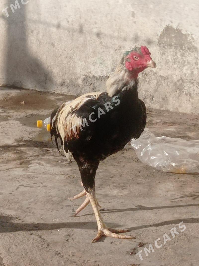 taşkent - Hitrowka - img 7
