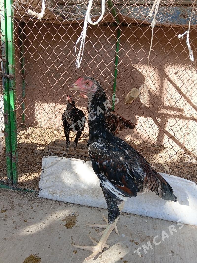 Taşkent - Täze zaman - img 6