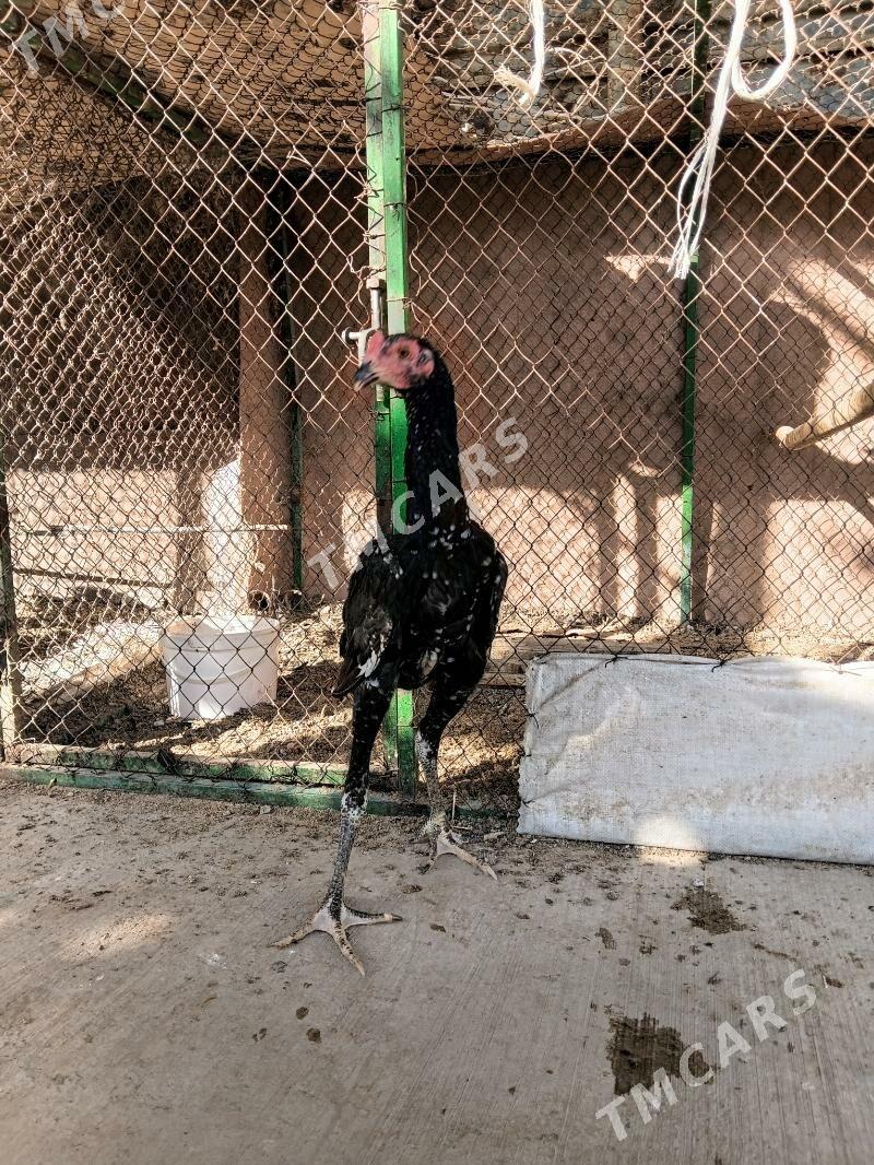 Taşkent - Täze zaman - img 2