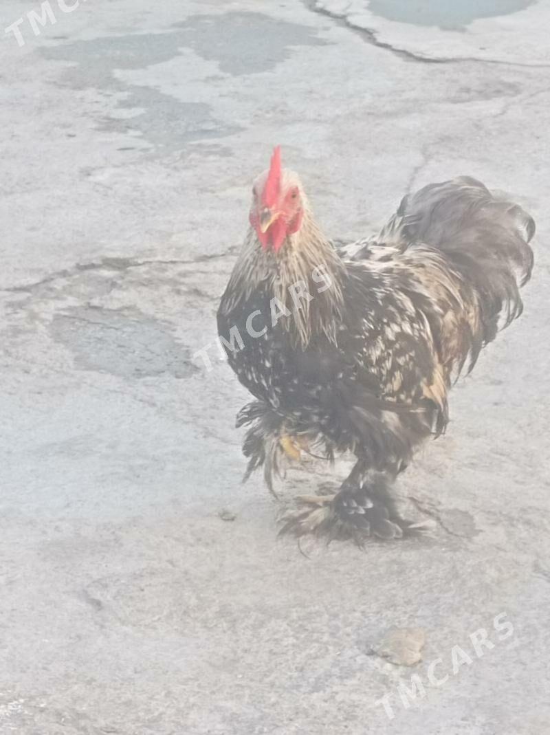 kokin - Hitrowka - img 2