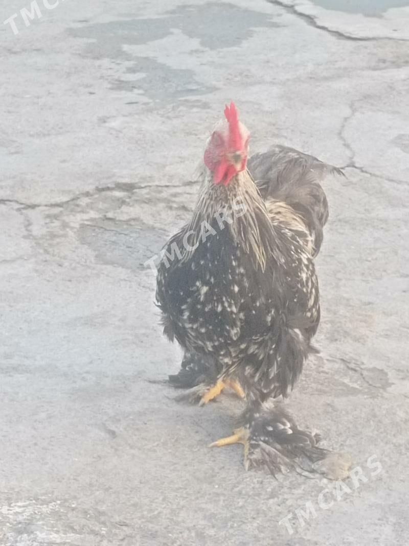 kokin - Hitrowka - img 3