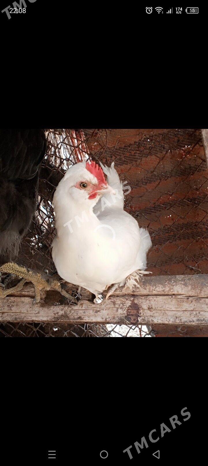 karlık horaz - Çärjew - img 6