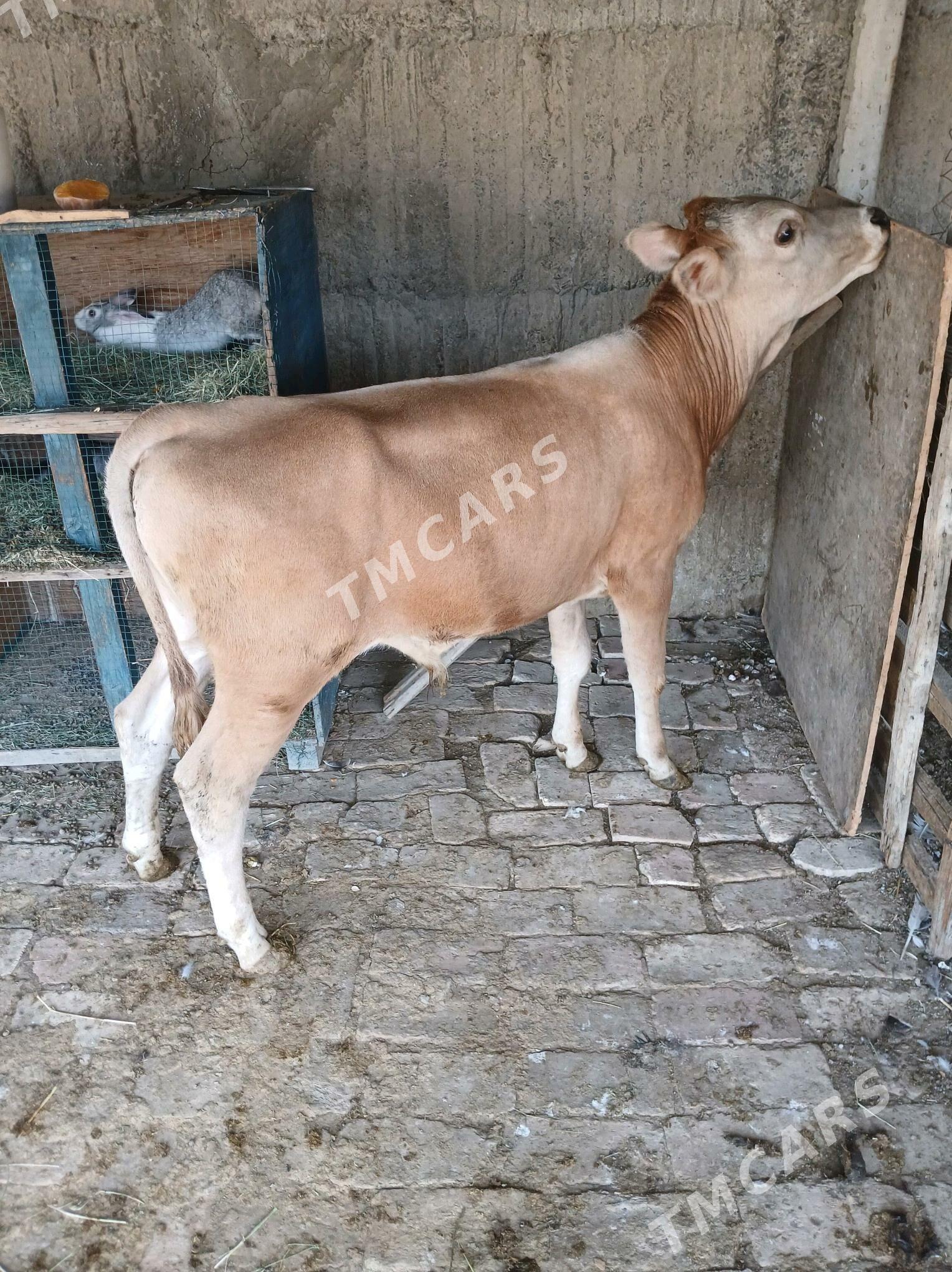 Ökizçe - Gökdepe - img 2