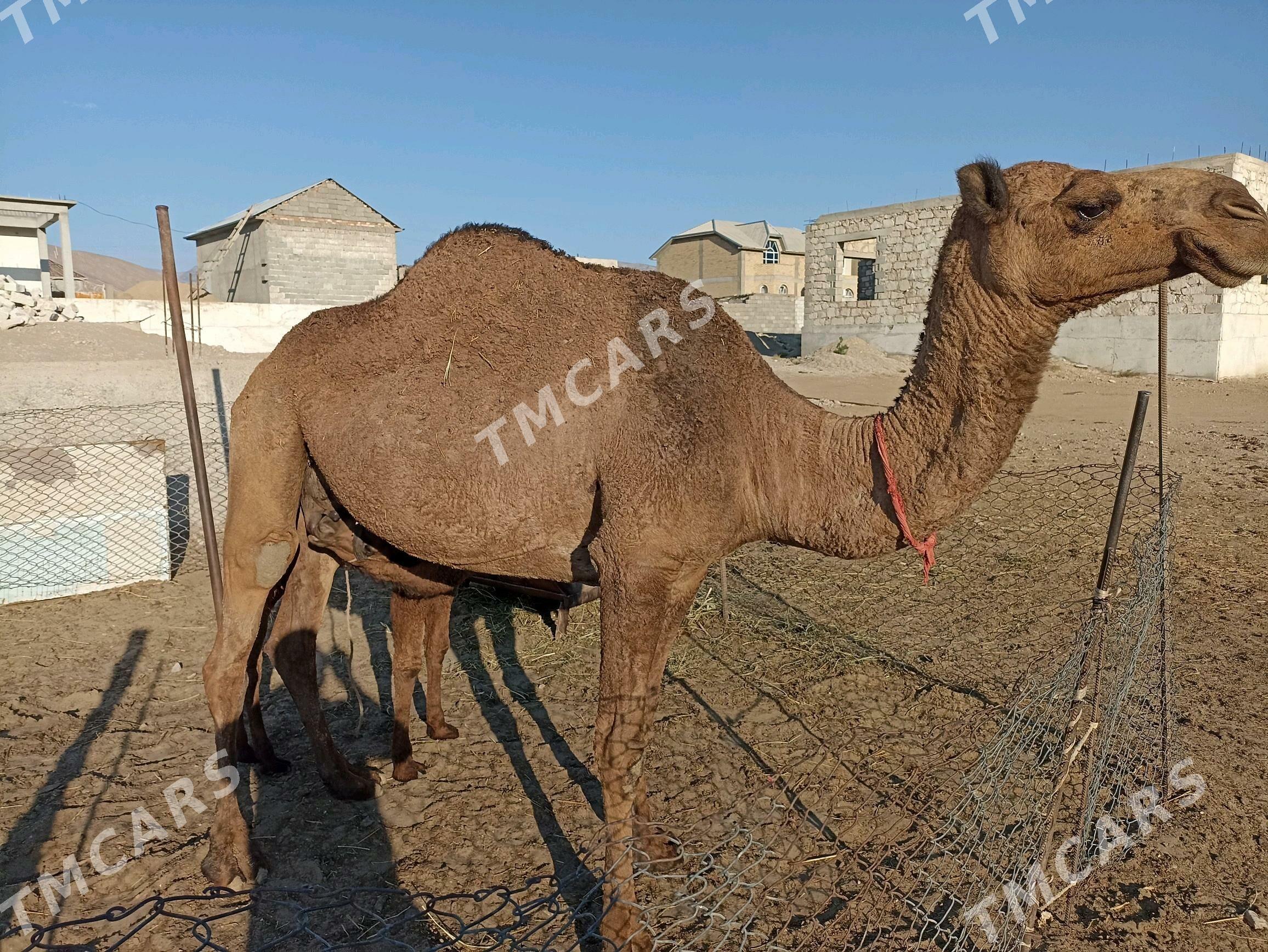 Duye - Balkanabat - img 2