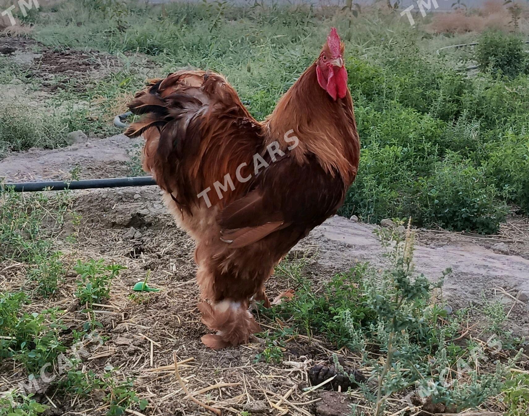 Kokinhin horaz - Gökdepe - img 2