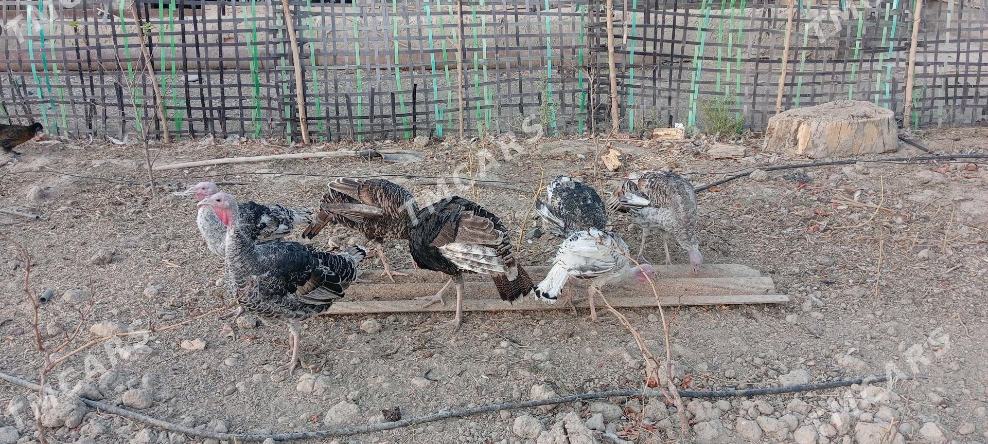 Ýerli Induklar - Гёкдепе - img 4