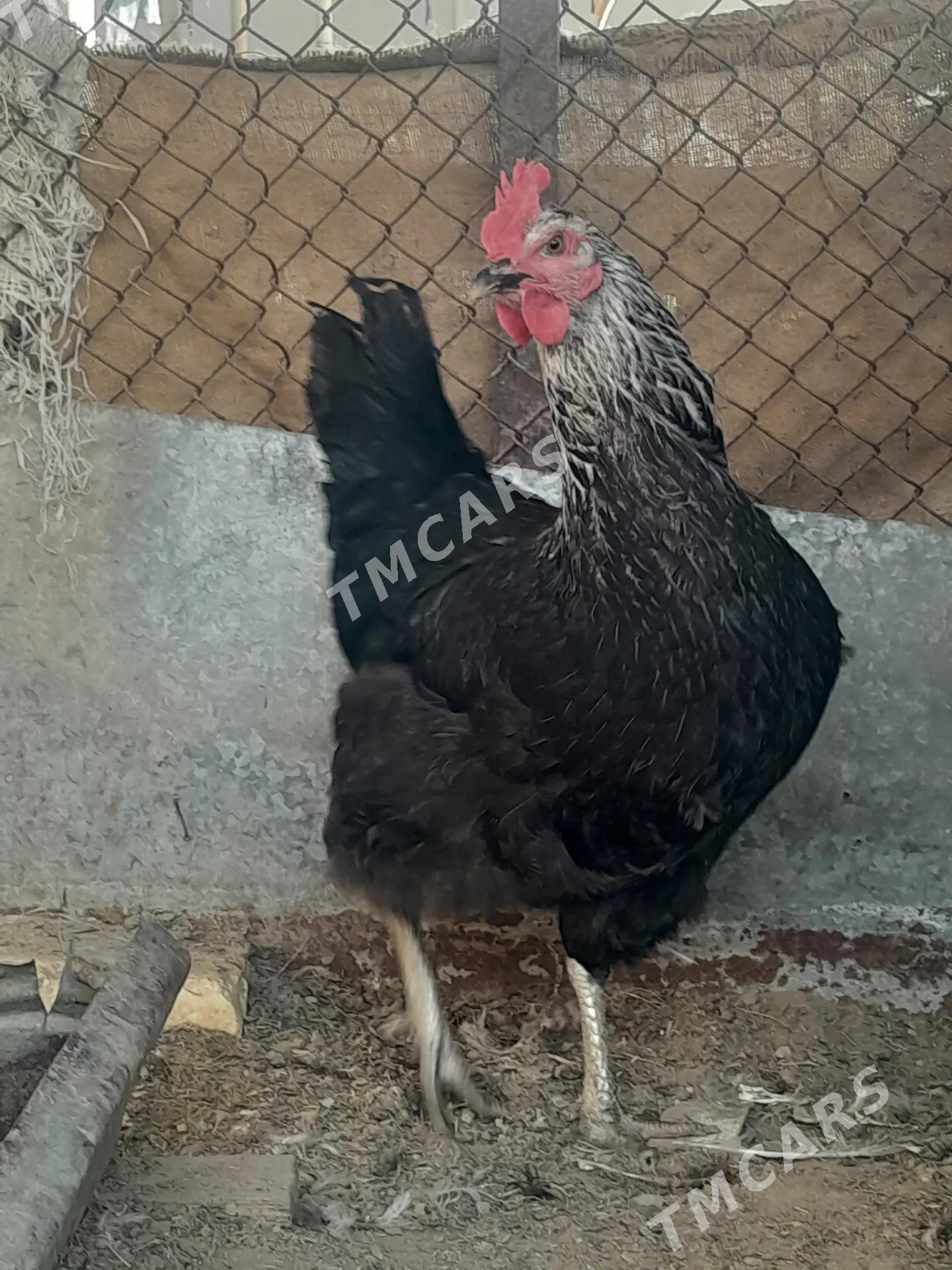Amerikan jersi gigant - Сакарчага - img 2