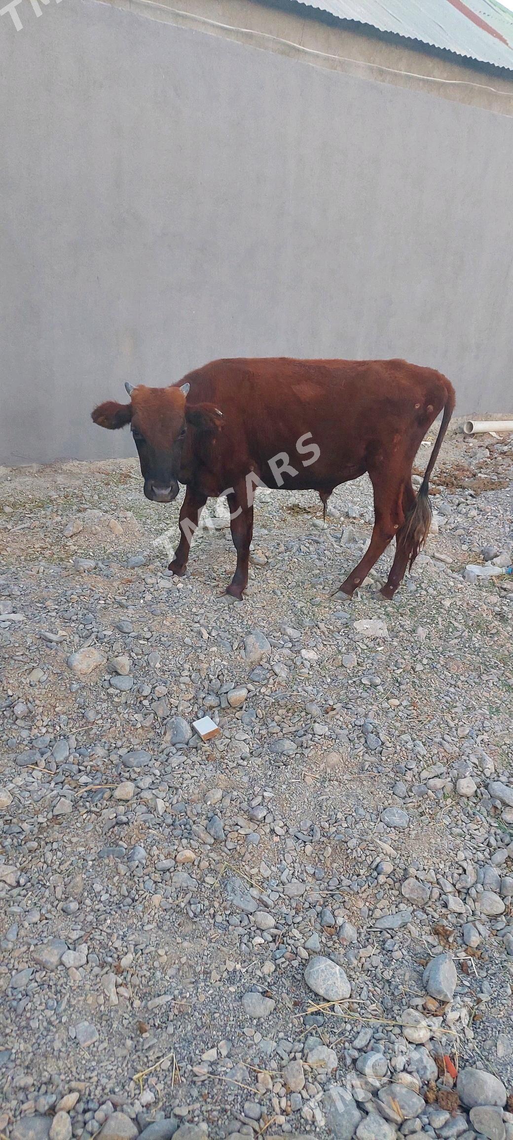 Sygyr - Çoganly - img 2