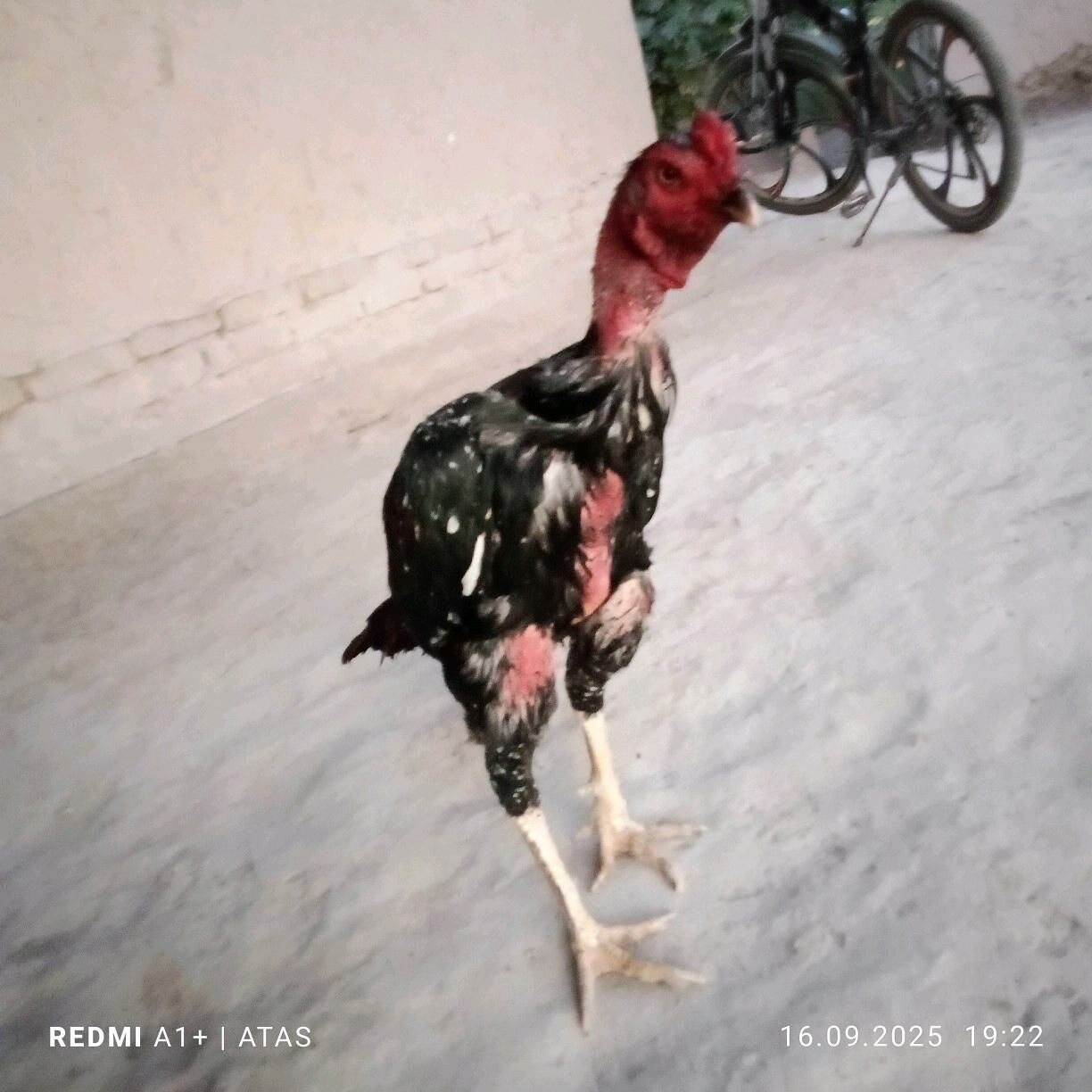 tasken - Гурбансолтан Едже - img 2