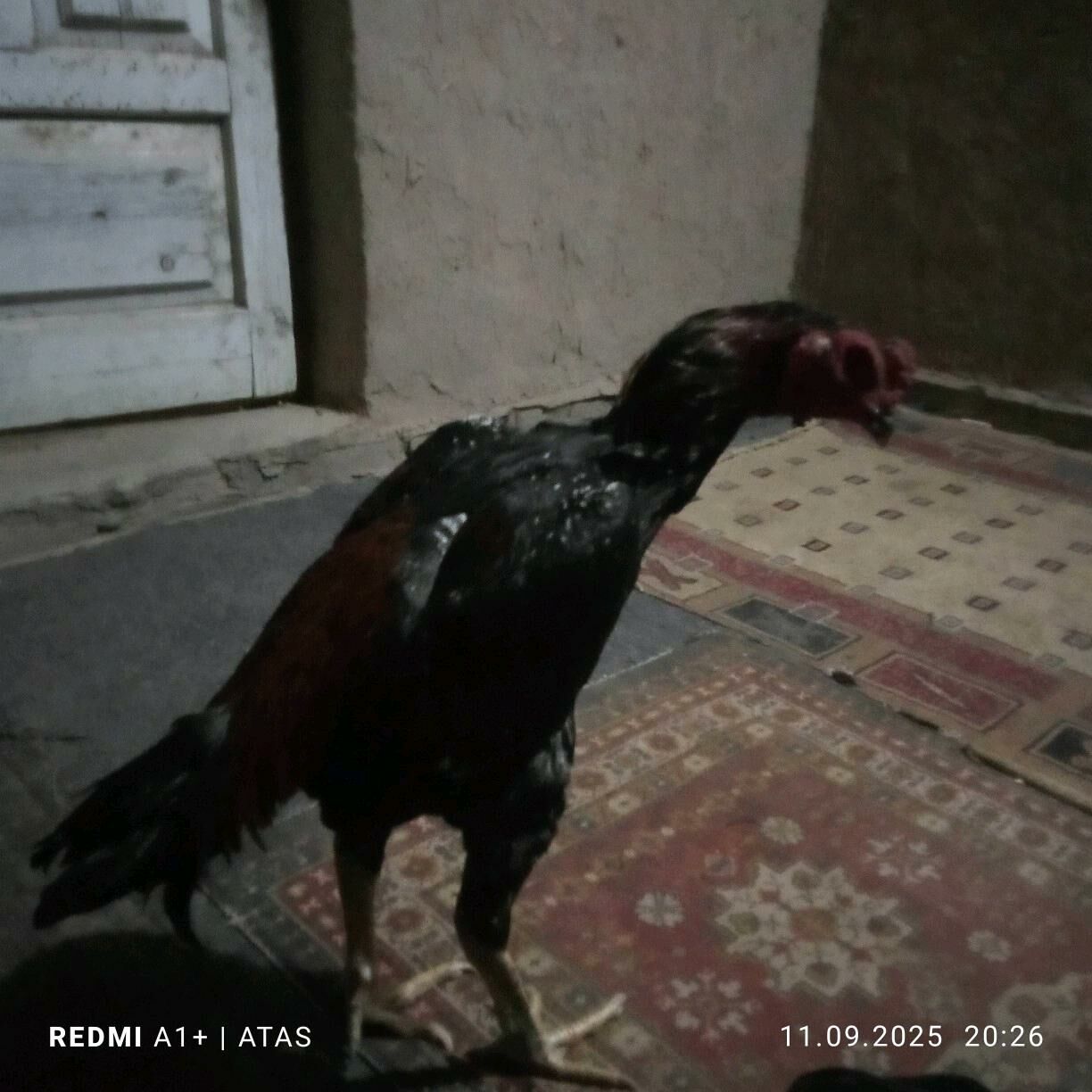 tasken - Гурбансолтан Едже - img 4