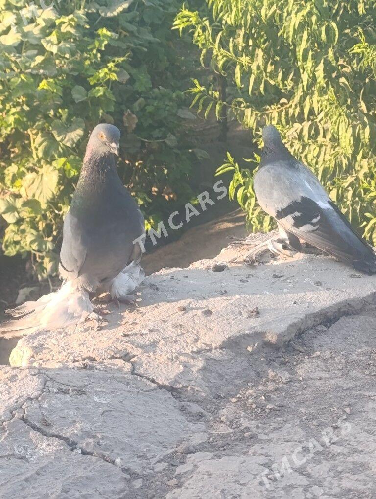 kepderi - Çärjew - img 3
