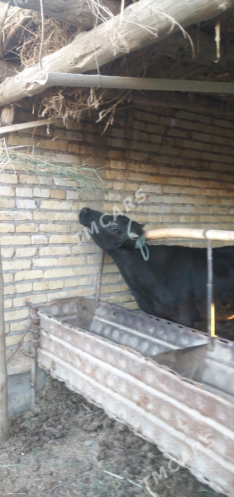Öküzler - Çärjew - img 3