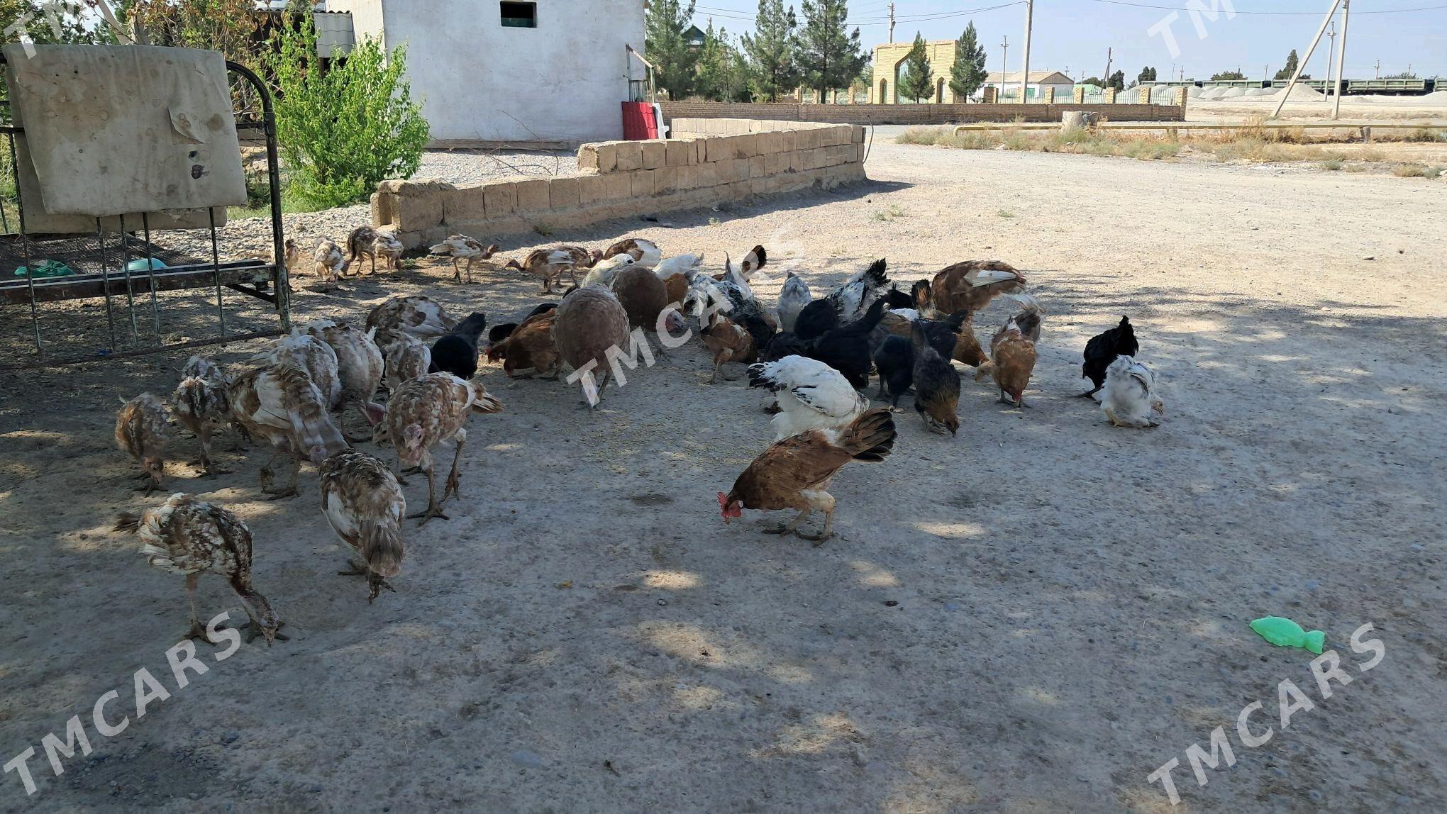 Towuklar - Kaka - img 2