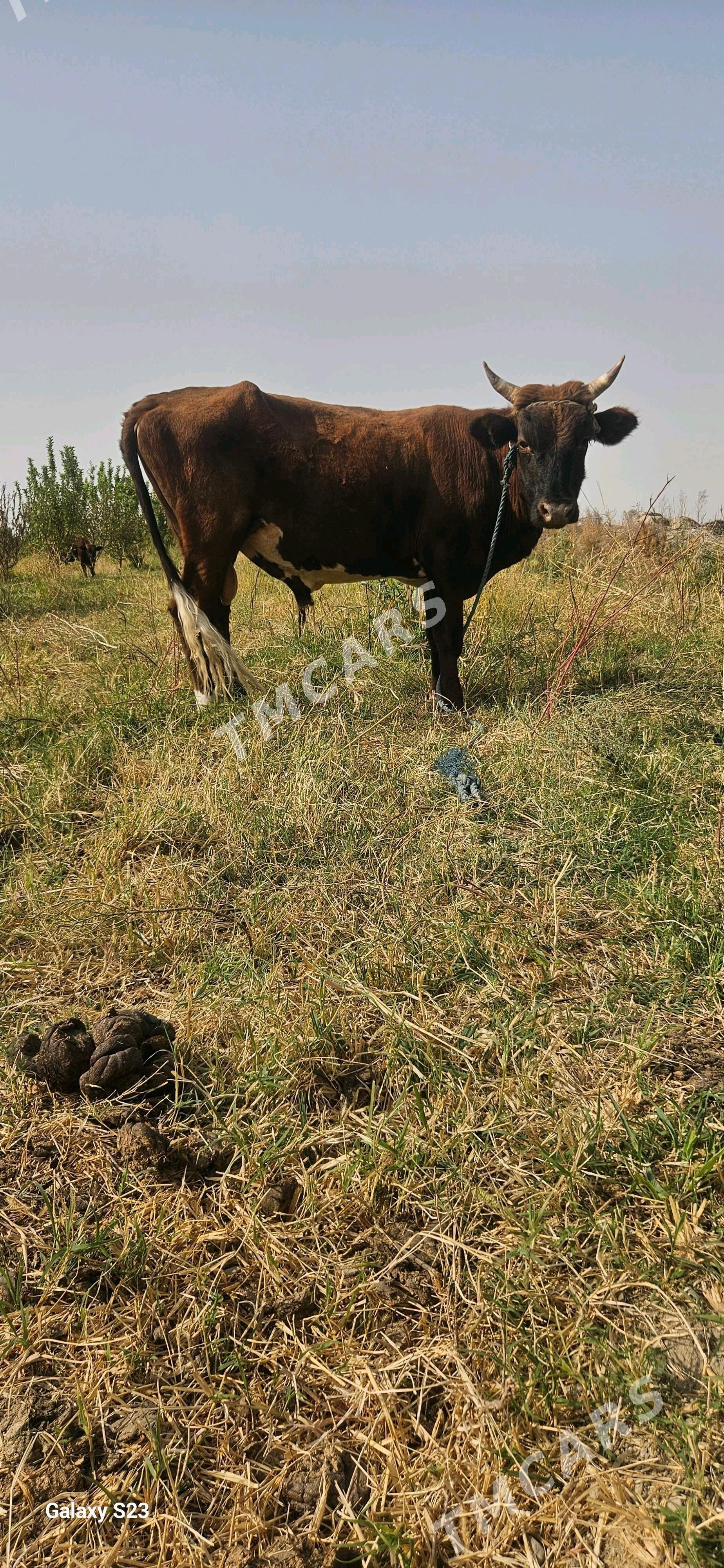 Okuz - Gökdepe - img 7