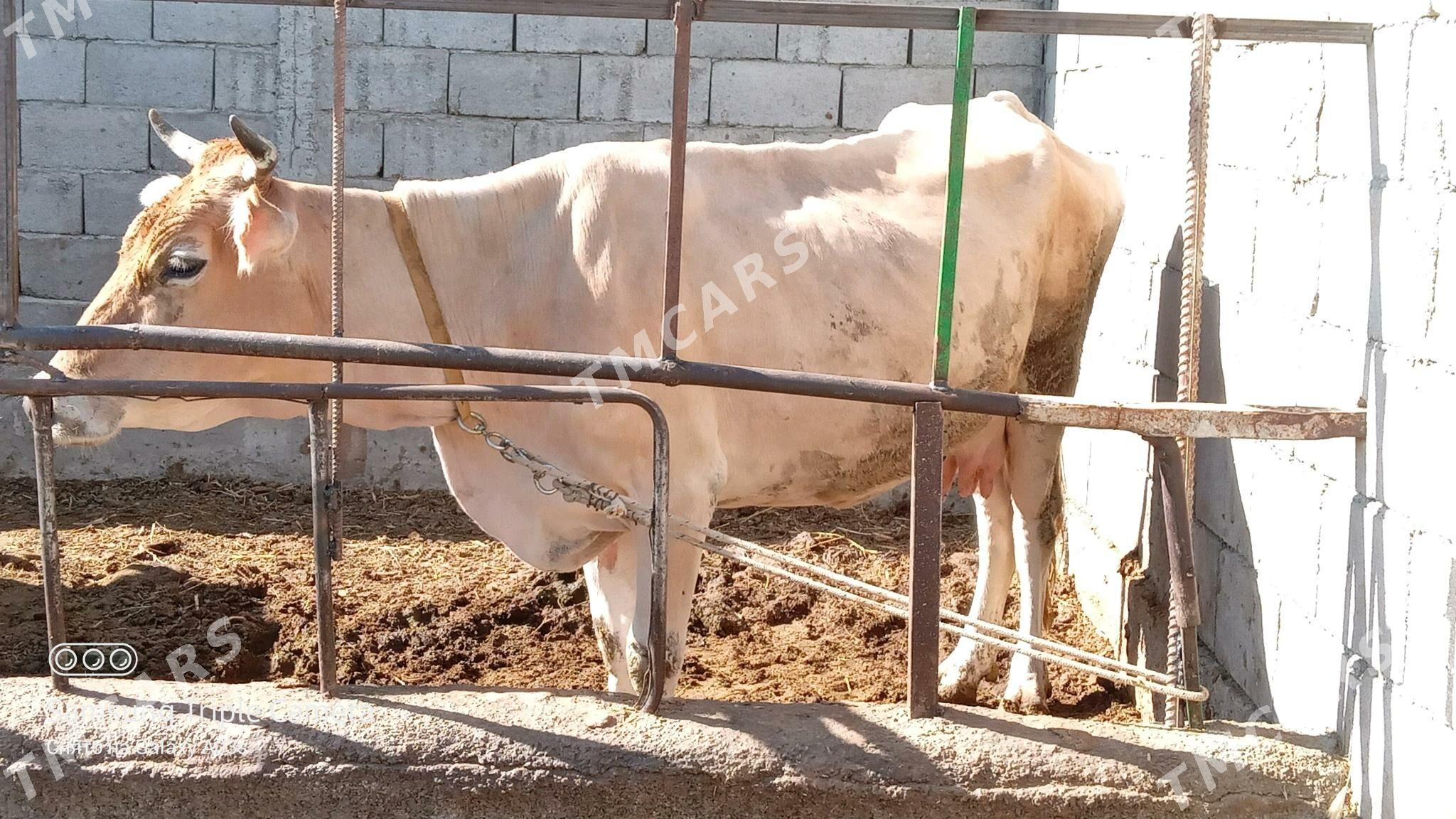 SAGYLYAN SYGYR - Gökdepe - img 3