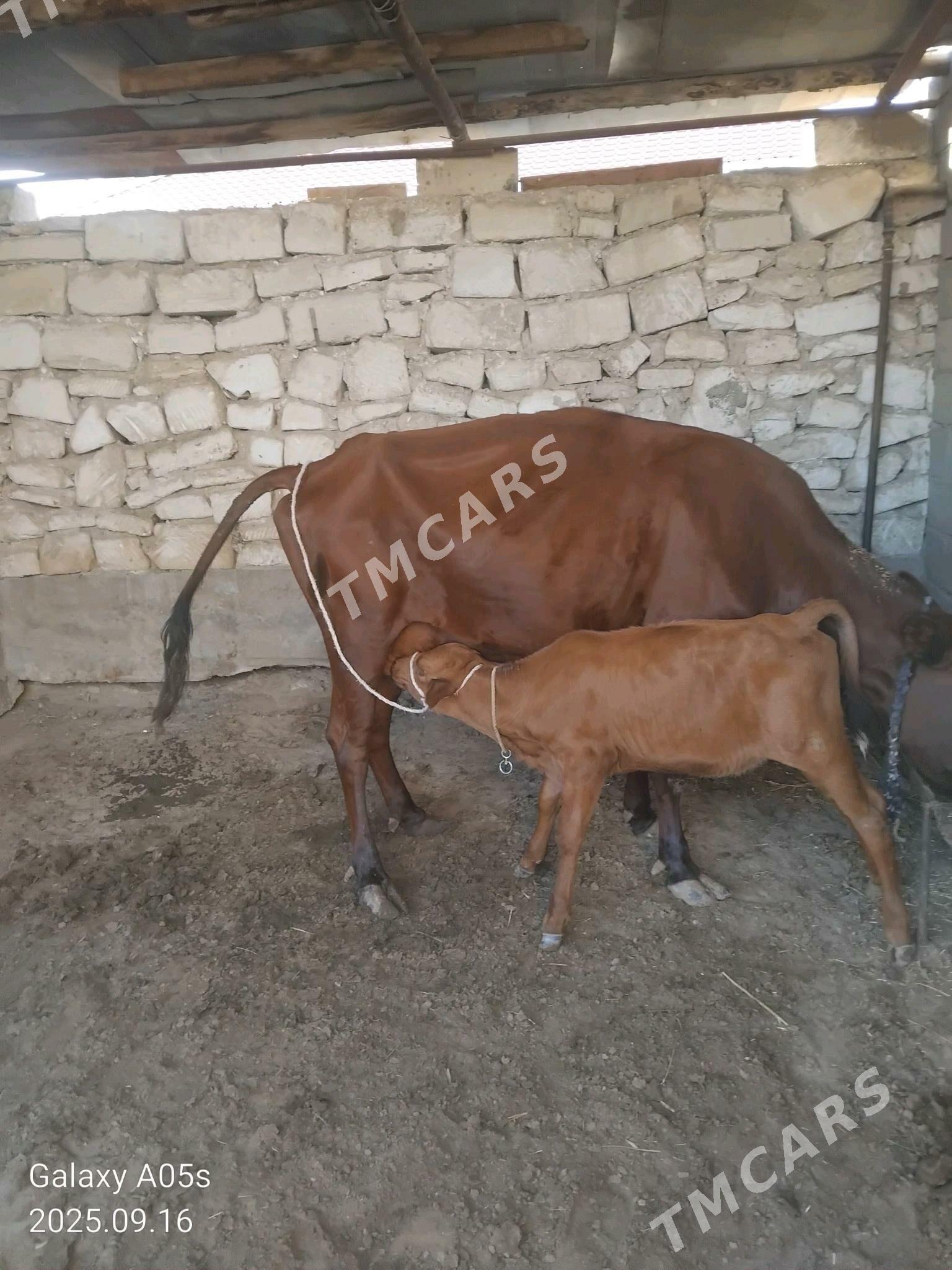 Göleli sygyr - Jebel - img 2