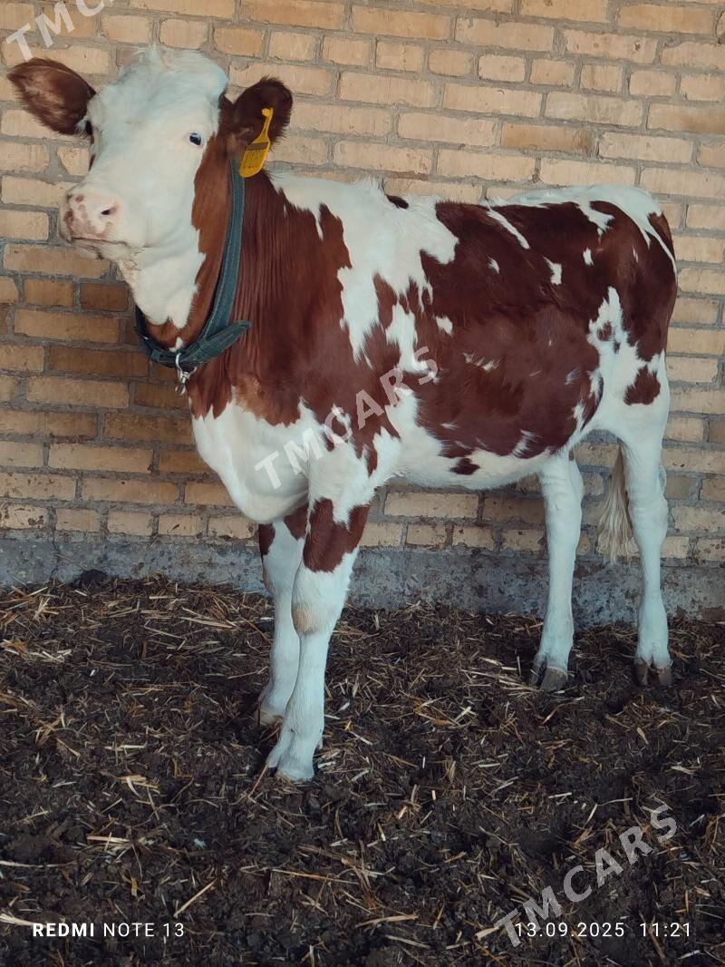Smental Unajyn - Türkmenabat - img 3